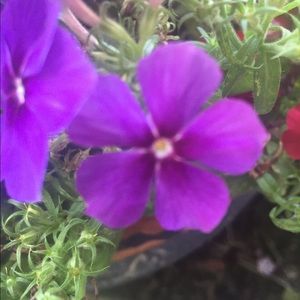 Meet your Posher, Wendy